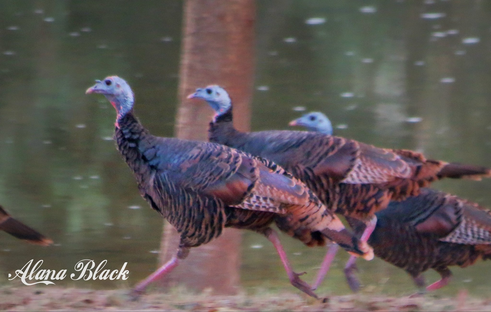 river_road_camp-turkeys